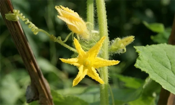 黃瓜為什么出現雌花過(guò)多