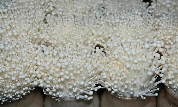 為什么金針菇會(huì )提前開(kāi)傘