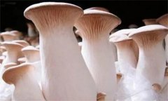 杏鮑菇菌蓋上會(huì )長(cháng)疙瘩、出菇后會(huì )開(kāi)裂怎么辦？
