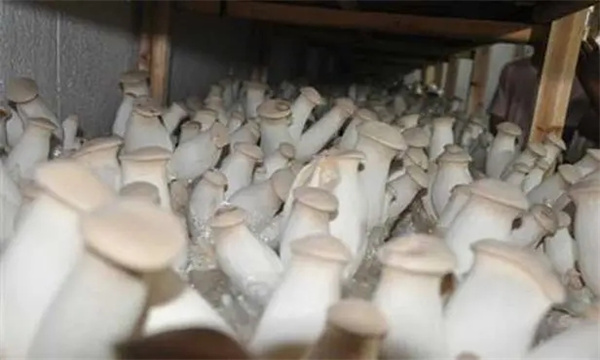 杏鮑菇出菇后會(huì )開(kāi)裂