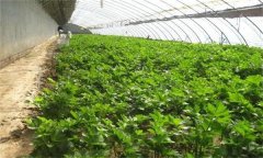 為什么秋季大棚蔬菜沖施雞糞要謹慎？