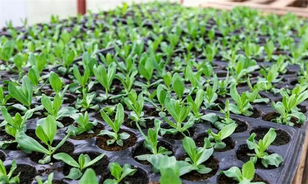 蔬菜基質(zhì)育苗出現缺肥怎么辦