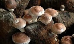 香菇有哪些栽培品種？