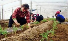 秋茬番茄在定植時(shí)應該注意什么問(wèn)題？