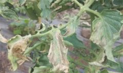 如何防治番茄晚疫病，其發(fā)病條件有哪些？