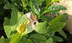 茶樹(shù)病蟲(chóng)害的農業(yè)防治、物理防治與生物防治方
