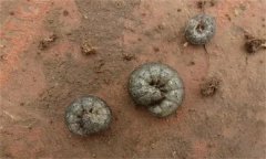為害玄參的地老虎種類(lèi)有哪些，怎樣防治地老虎