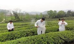 茶樹(shù)病蟲(chóng)害綠色防控推薦常用的農藥有哪些？