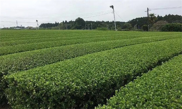 歐盟及日本等國家在茶樹(shù)上禁止使用的農藥