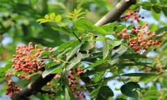 成年花椒樹(shù)如何管理？花椒樹(shù)管理技術(shù)要點(diǎn)