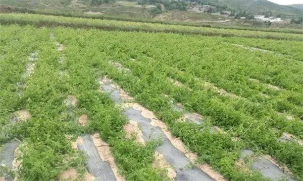 黨參生長(cháng)需要什么樣的環(huán)境條件