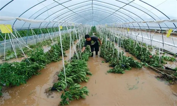 如何及時(shí)處理發(fā)生澇災后的蔬菜
