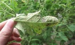 如何利用幾種簡(jiǎn)單生物防治劑防治蔬菜病蟲(chóng)害？