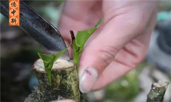如何采用劈接法對茶樹(shù)進(jìn)行嫁接