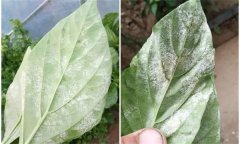辣椒白粉病是什么原因引起的，如何防控？