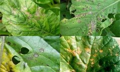 怎樣識別蔬菜黑斑病 有哪些發(fā)病規律 如何防控