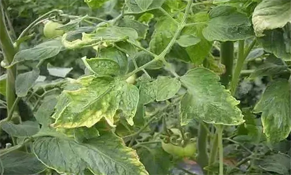 番茄氮素為什么會(huì )過(guò)剩