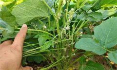 如何實(shí)現大豆的增花保莢 主要技術(shù)措施有哪些？