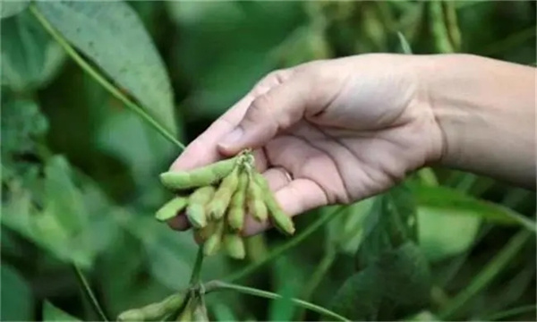 實(shí)現大豆增花保莢的技術(shù)措施