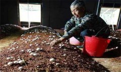 如何確定雙孢菇的播種期和播種量？