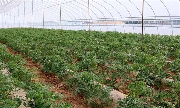 高度重視生長(cháng)勢的調節