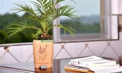 美麗針葵風(fēng)水作用 如何栽培和養護美麗針葵？