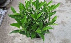 非洲茉莉怎么插枝 如何栽培和養護非洲茉莉？