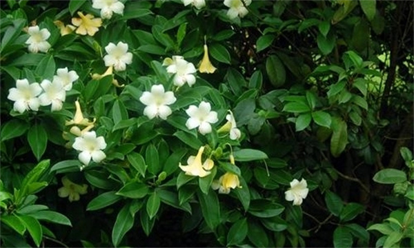 如何栽培和養護非洲茉莉