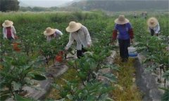 茄子如何高效施肥，給茄子施肥要注意什么？