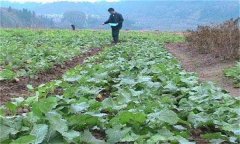 油菜如何施肥？油菜施用磷肥為什么能顯著(zhù)增產(chǎn)