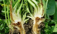 芹菜燒心是什么原因引起的？如何預防芹菜燒心