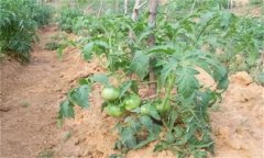 番茄施肥氮磷鉀比例 怎樣把握番茄施肥關(guān)鍵環(huán)節