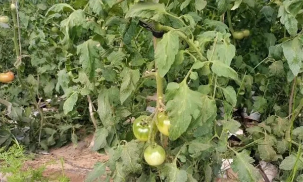 怎樣把握番茄施肥的關(guān)鍵環(huán)節