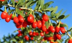 枸杞灌水的時(shí)間、方法與灌水量問(wèn)題