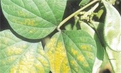 大豆花葉病毒病的發(fā)病原因、癥狀表現和防治方