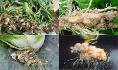 如何防治大白菜根腫病，其發(fā)生原因是什么？