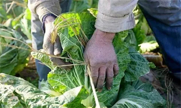 大白菜結球期適時(shí)捆菜