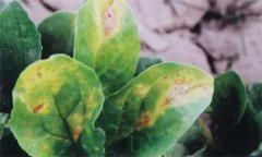 菠菜炭疽病的危害癥狀有哪些？如何防治？