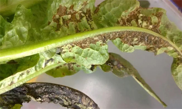 萵苣菌核病發(fā)生規律