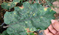 茄子細菌性褐斑病怎樣防治？用什么藥防治？