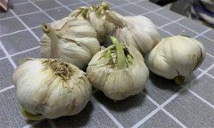 大蒜萌發(fā)期、幼苗期、鱗莖期、休眠期生育特點(diǎn)