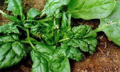 菠菜病毒病的危害癥狀、傳播途徑與發(fā)病原因