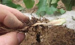 茄子漚根是什么原因造成的 怎樣預防茄子漚根？