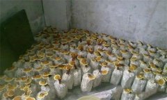 什么是靈芝瓶栽法？瓶栽靈芝怎樣進(jìn)行管理？
