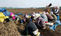 人參的采收、加工與貯藏方法簡(jiǎn)介