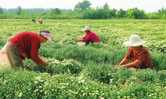 菊花的采收時(shí)間、采收方法與加工與貯藏問(wèn)題