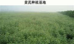 黃芪產(chǎn)地在哪里？黃芪生態(tài)習性簡(jiǎn)介