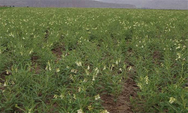 黃芪的生長(cháng)發(fā)育特征