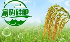 硅肥對發(fā)展優(yōu)質(zhì)水稻生產(chǎn)有哪些好處？