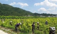 山茱萸田間管理的內容與技術(shù)要點(diǎn)有哪些？